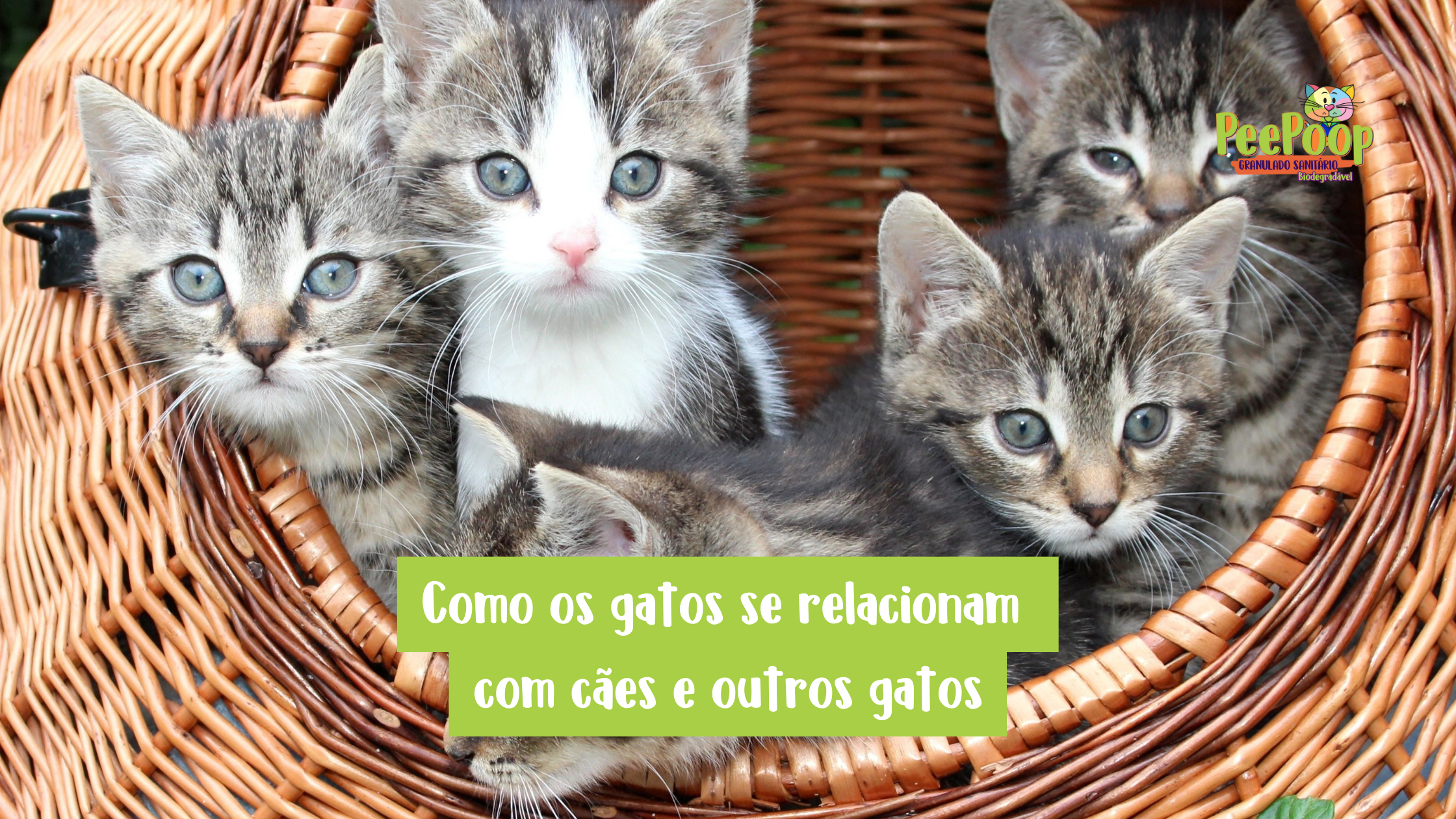 Como os gatos se relacionam com cães e outros gatos